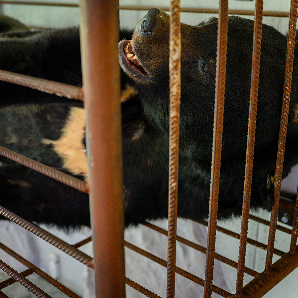 Put a Stop to Horrific Bear Bile Farming