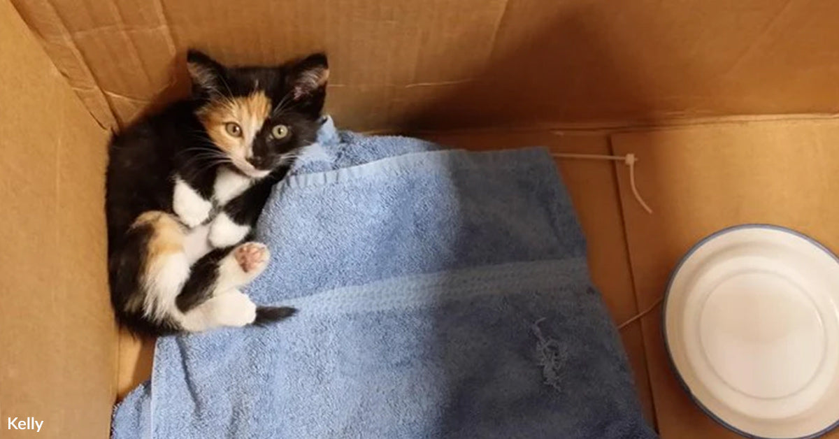 A 5-Week-Outdated Calico Modified All the things About Feeling “Not Prepared” A 5-Week-Outdated Calico Modified All the things About Feeling “Not Prepared”