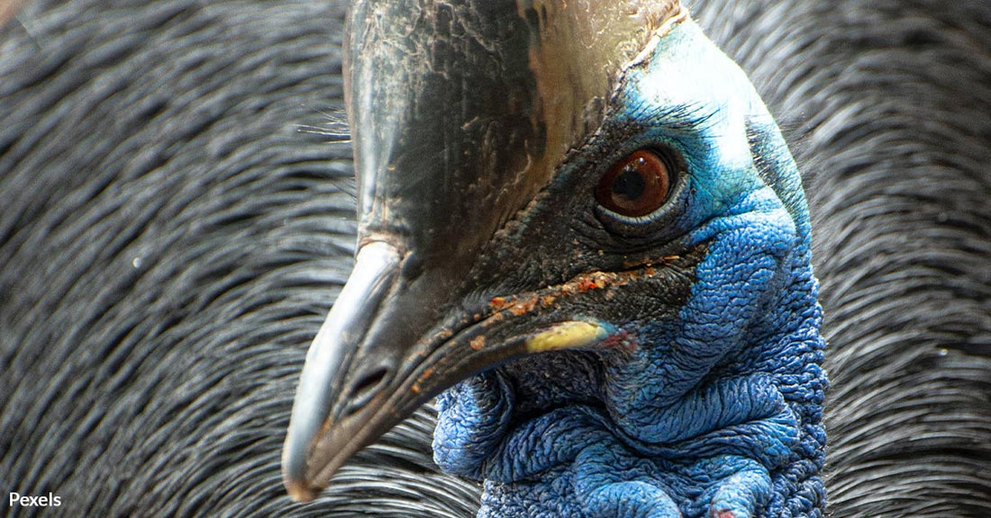 Rare Cassowary Sighting at Australian Beach Amazes Onlookers — Watch As Bird Emerges From Ocean