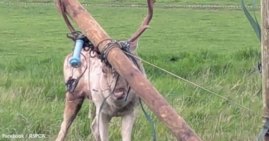 Reindeer entangled in wood, with a blue object on its side, in a grassy field.