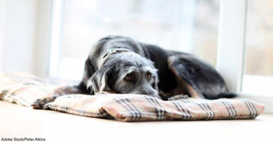 These Are the 6 Signs of Dementia You Should Be Watching for in Your Senior Dog