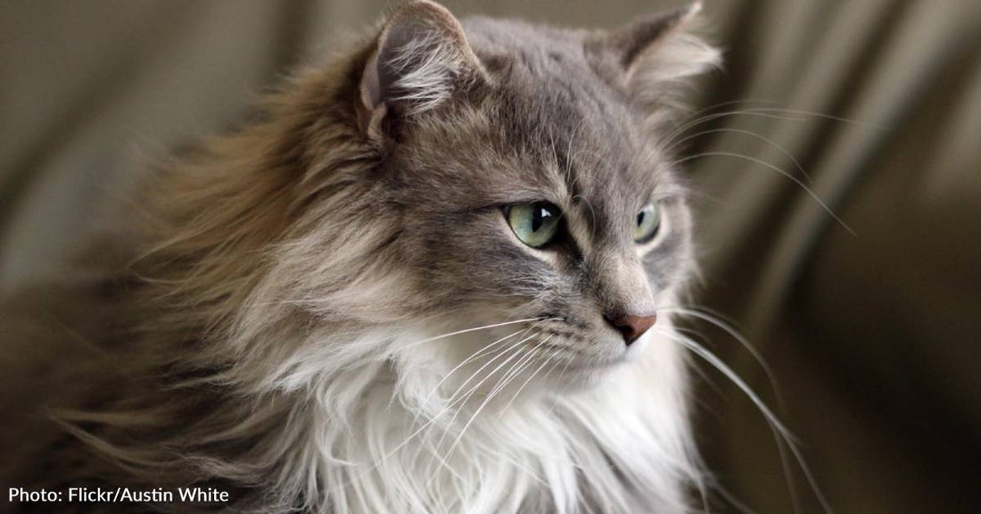 Tiny Kitten Found Crying In Dumpster Grows Into Beloved 20 Year Companion