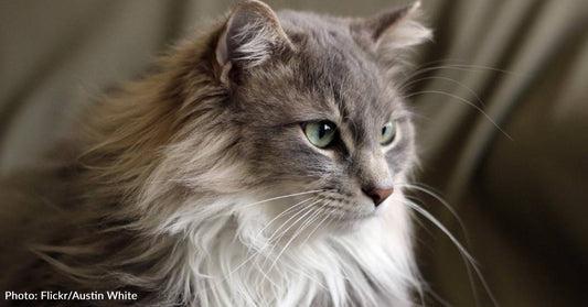 Tiny Kitten Found Crying In Dumpster Grows Into Beloved 20 Year Companion