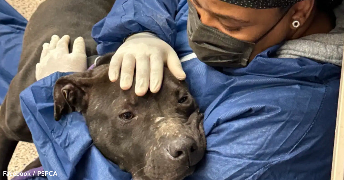 Starved Canine Collapses In Reduction When Type Palms Lastly Attain Him