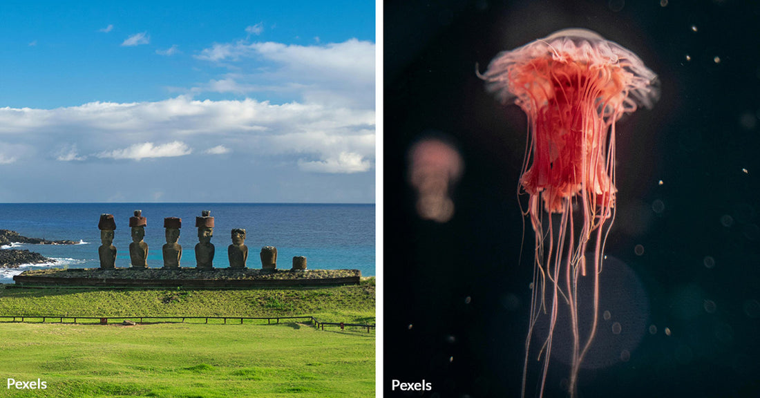 Deep Sea Discovery Reveals More Than 50 New Species Near Easter Island