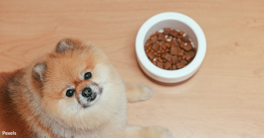 FDA's Investigation Reveals Link Between 'Grain-Free' Foods and Heart Disease in Pets