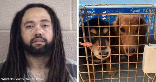 Left: Mugshot of a man with long dreadlocks labeled Whitfield County Sheriff’s Office; Right: Two dogs inside a metal crate looking out.
