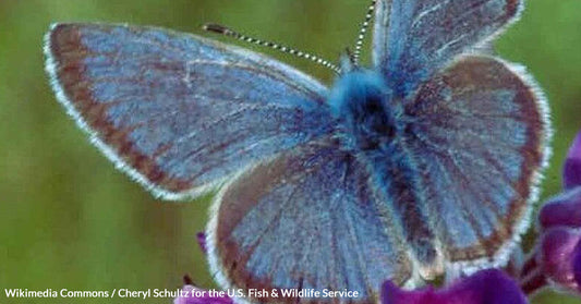 Fender’s Blue Butterfly Comeback Brings Hope to Oregon Biodiversity