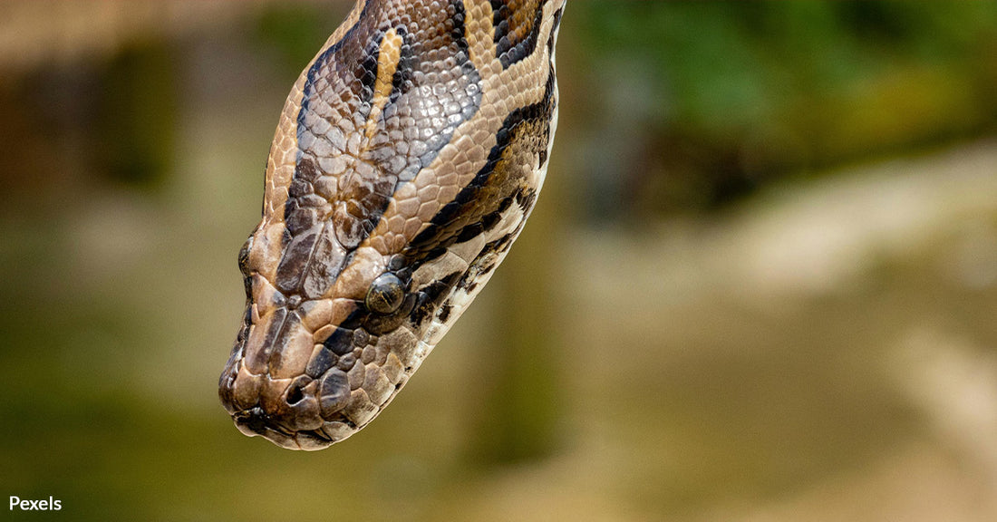 Burmese Pythons Wreak Havoc on Florida’s Everglades, Pushing Wildlife to Extinction