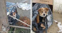 Small brown-and-white puppy peeks out from a makeshift shelter of black plastic and cardboard beside a wall, with dry dog food scattered on the ground.