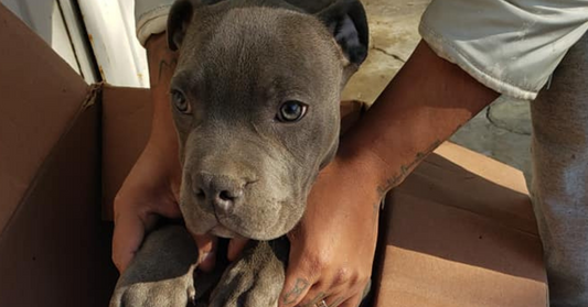 Boy Saves Puppy From His Father's Beatings By Dropping Him At The Shelter With A Note