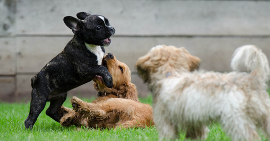 Why Dogs Sneeze Sometimes During Playtime