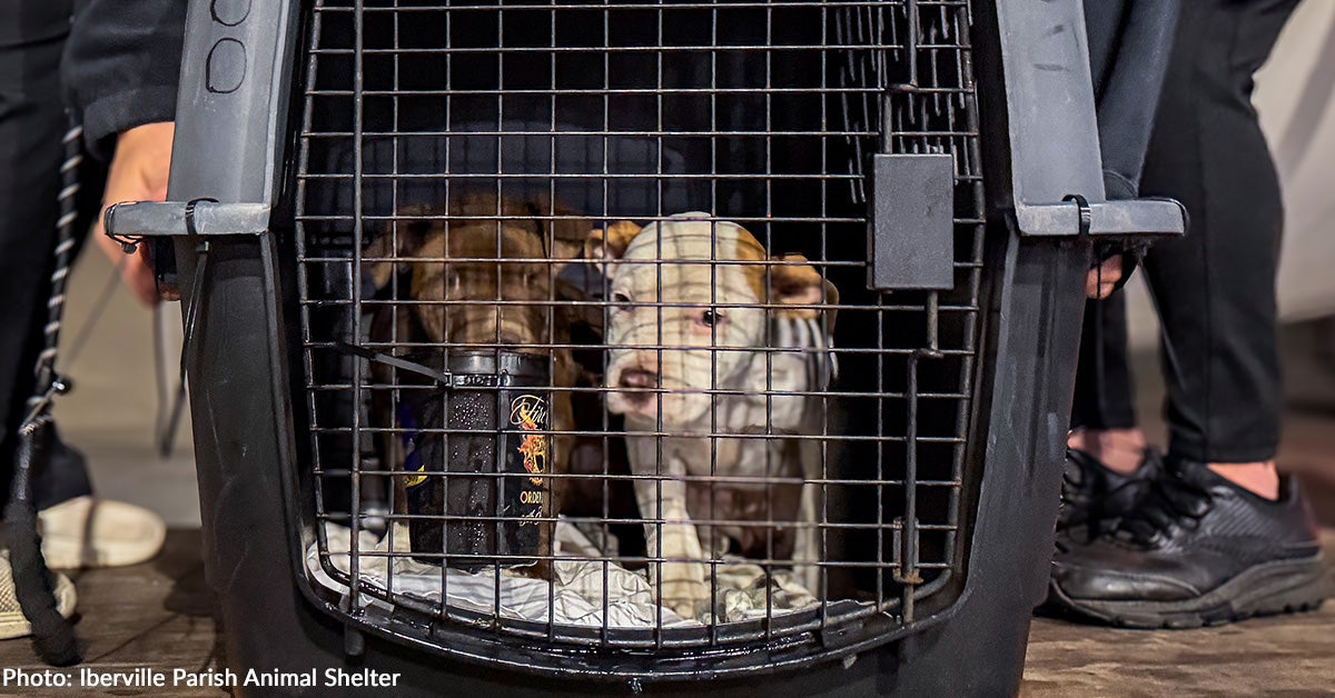 Dozens of Shelter Animals Get Second Chance Thanks to GivingTuesday ...