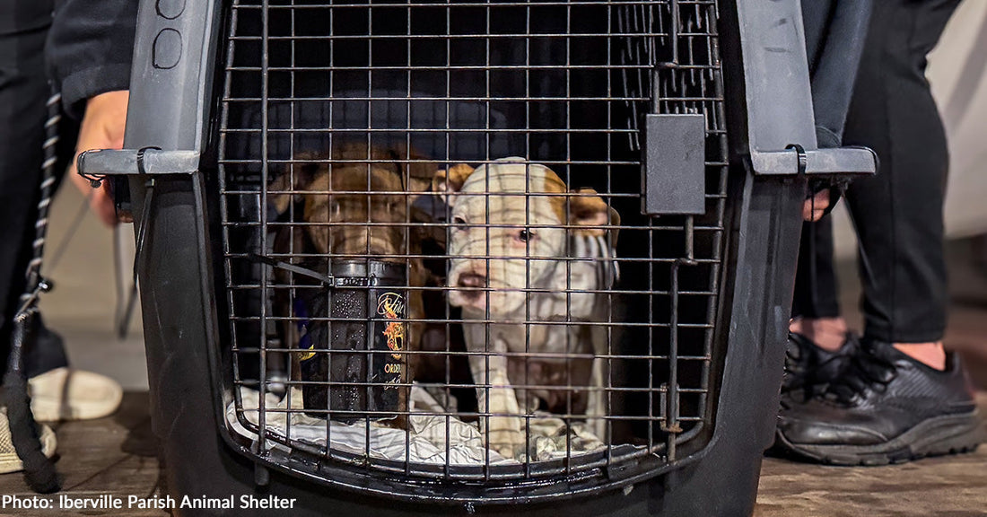 Two dogs sit inside a pet carrier, looking out through the bars.
