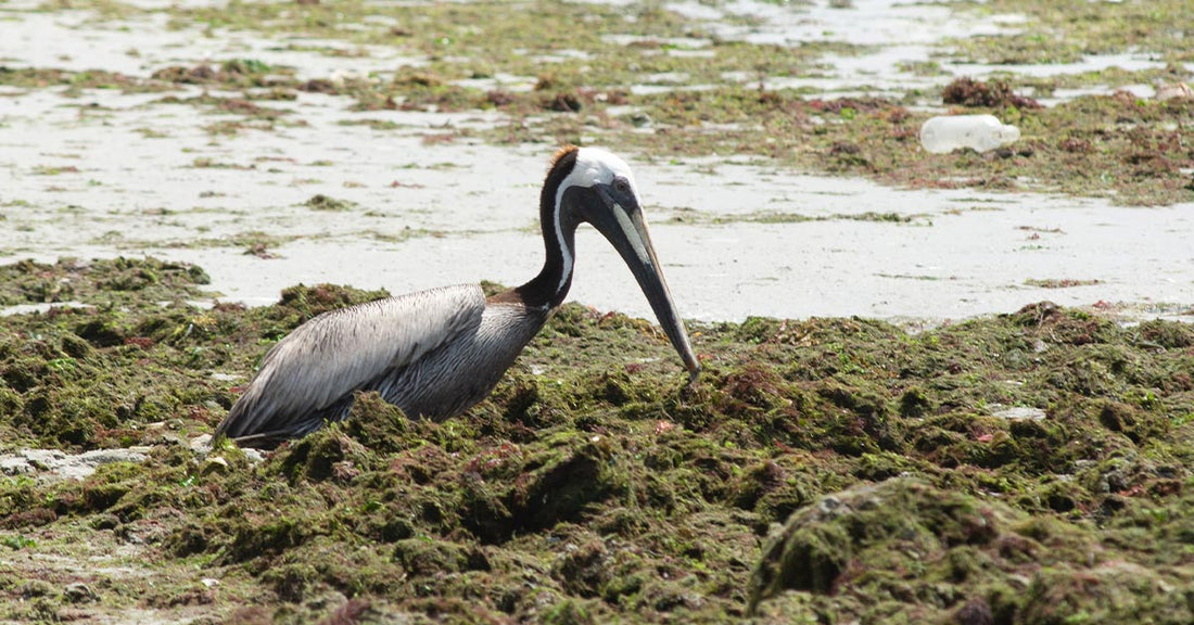 A brown pelican stands among thick mats of sargassum seaweed washed ashore on the beach.