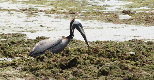A brown pelican stands among thick mats of sargassum seaweed washed ashore on the beach.