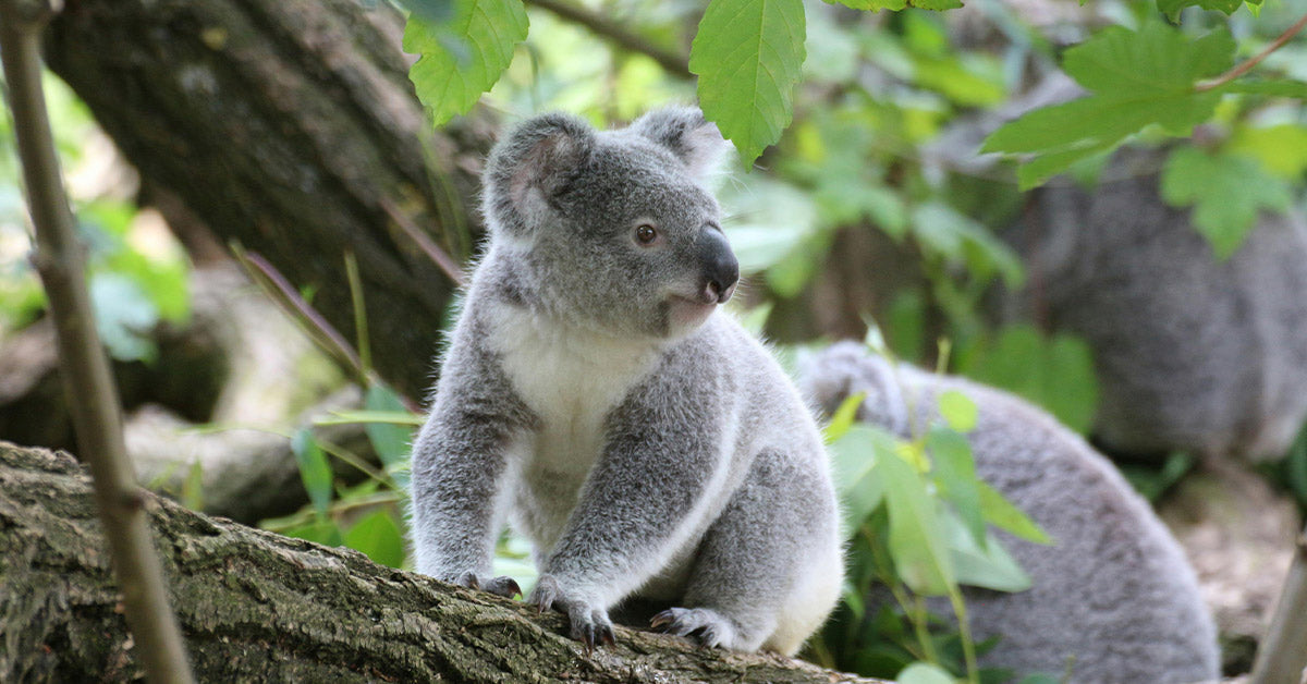 New South Wales Creates Huge Sanctuary To Save 12,000 Koalas
