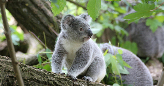 A young koala sits on a tree branch surrounded by green foliage.