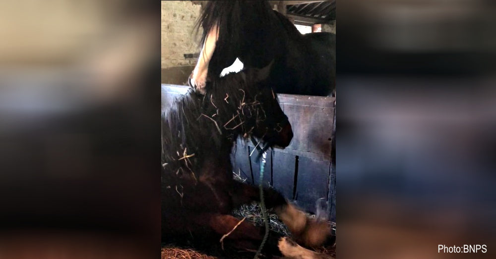 Dying Mare Saved By Stallion, Caught On Video