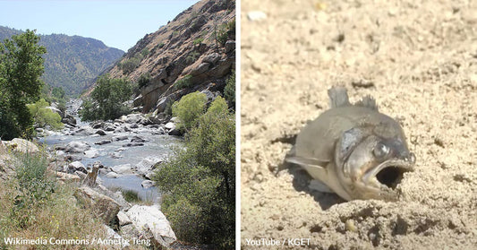 Kern River Runs Dry in Bakersfield as Thousands of Fish Die in the Sun