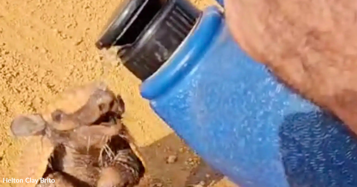 Exhausted Animal Runs to Truck Driver’s Ft Begging for a Drink of Water Exhausted Animal Runs to Truck Driver’s Ft Begging for a Drink of Water