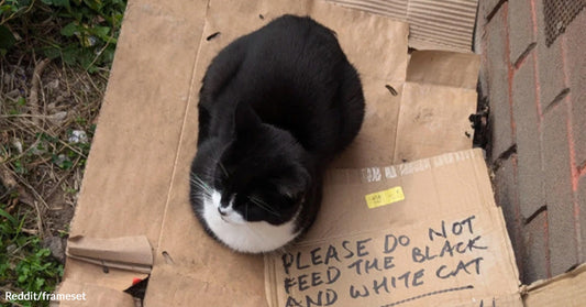 Black-and-white cat sits on cardboard beside a handwritten sign asking people not to feed it.