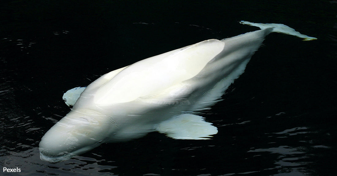 Marineland Faces Outrage as Whale Deaths Surge, Public Demands Closure