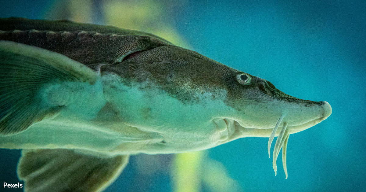 Lake Sturgeon at the Brink: Will New Protections Save North America's ...