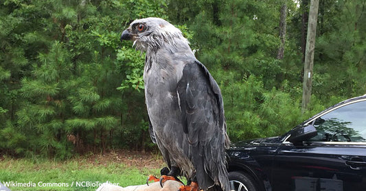 Mississippi Kites Turn Southern Skies into Dazzling Air Shows