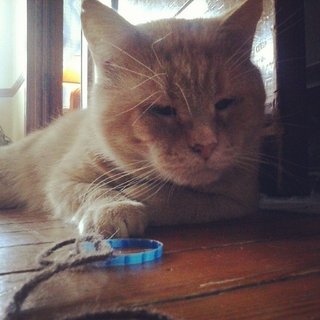 FIV Positive Cat Left Behind Finds A Family Who Refuses To Give Up On Him