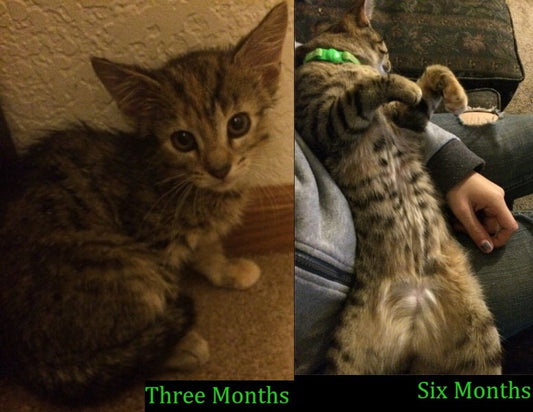 A gray-and-white cat relaxes with its face close to the camera.