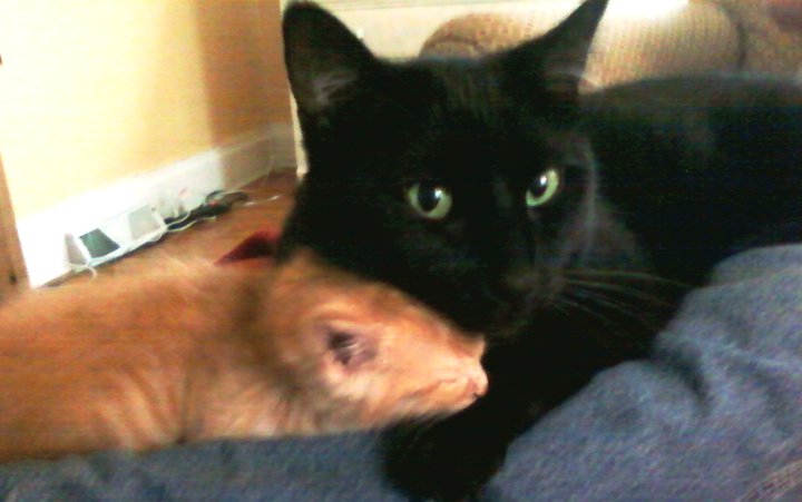 Her Kids Brought Home Strays And Two Became Family Forever