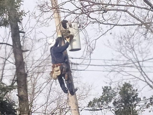 Electrical workers rescue too-curious cat from atop power line