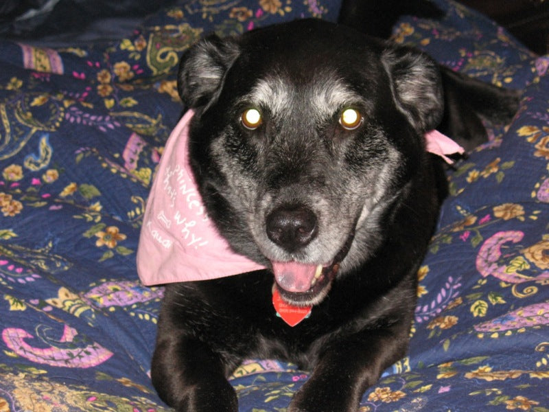 Sick Canine Given Away As ‘Free’ Fights For Life And Finds Actual Love