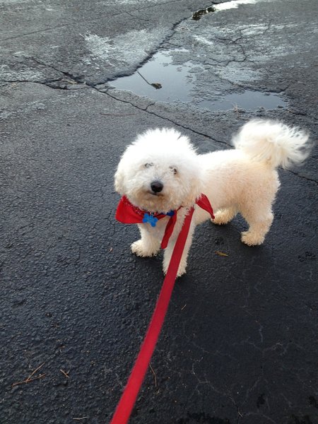 The Bichon Frise that stole our hearts. The Bichon Frise that stole our hearts.
