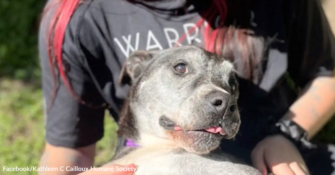 Gray-muzzled senior dog being gently held by a person outdoors, its mouth slightly open and eyes focused ahead.