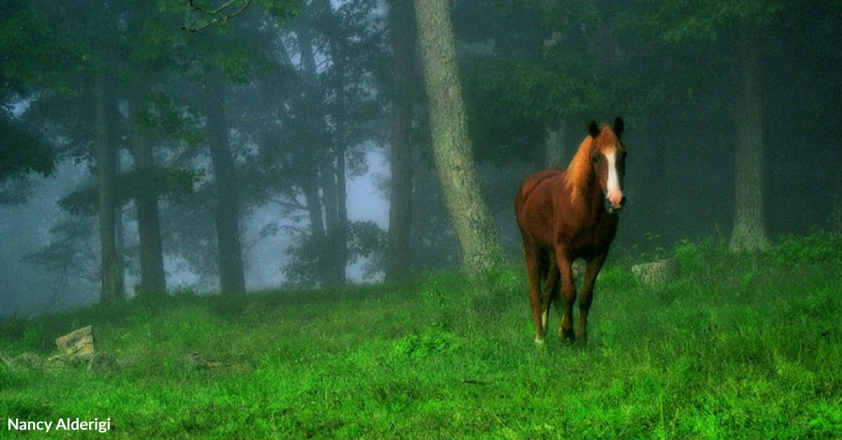 Starved Mare Learns To Belief Once more By means of A Lady’s Unshakable Love
