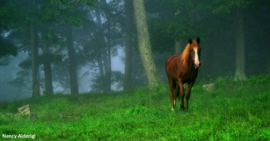 A brown horse stands in a foggy forest clearing surrounded by trees.