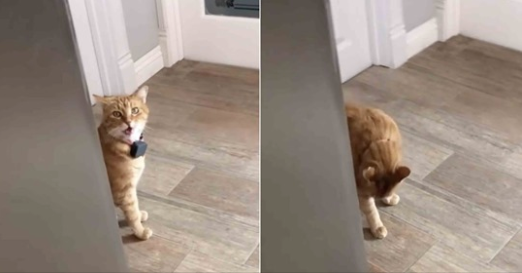 Cat Meowing "Well, Hi!" With A Thick Southern Accent Goes Viral