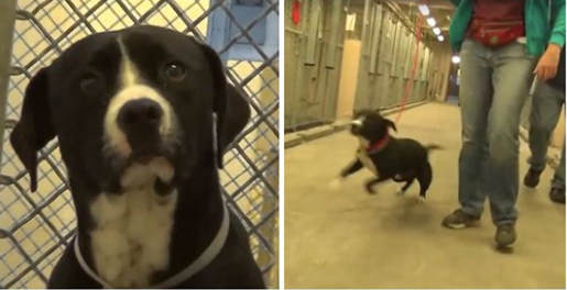 Death Row Dog Realizes He’s Been Adopted And Literally Jumps For Joy