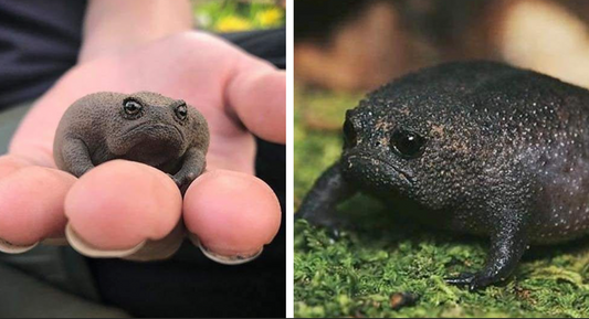 African Rain Frogs Look Like Little Angry Avocados