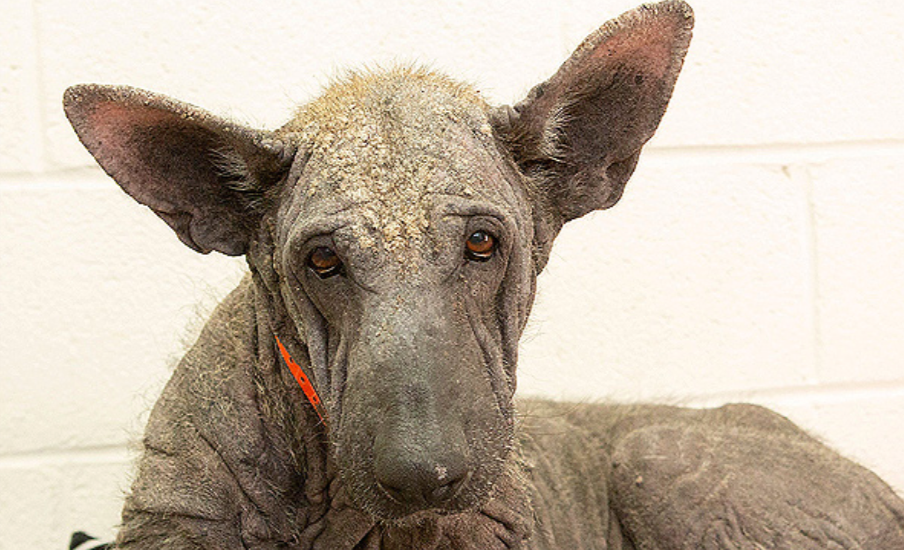 Abused German Shepherd Named 'Baby Yoda' Makes Remarkable 5-Month Transformation