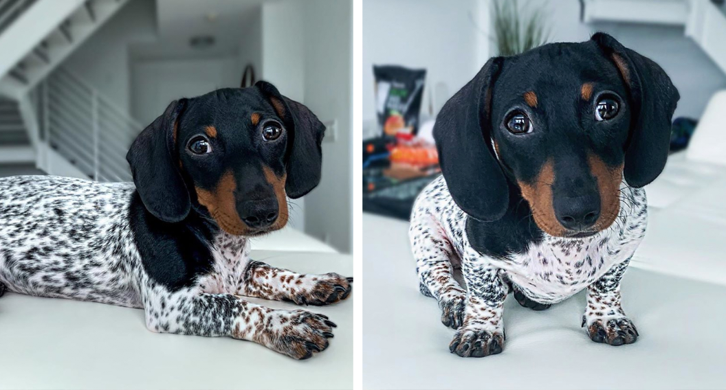 Spotted Dachshund Puppy Goes Viral For His Unique Markings