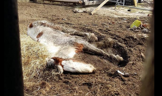 Rescuers Helped A Neglected Horse On The Brink Of Death Make A Recovery