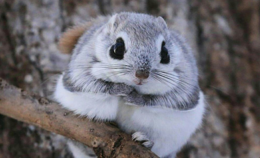 Flying Dwarf Squirrels That Live On An Island In Japan Look Like Giant Cotton Balls