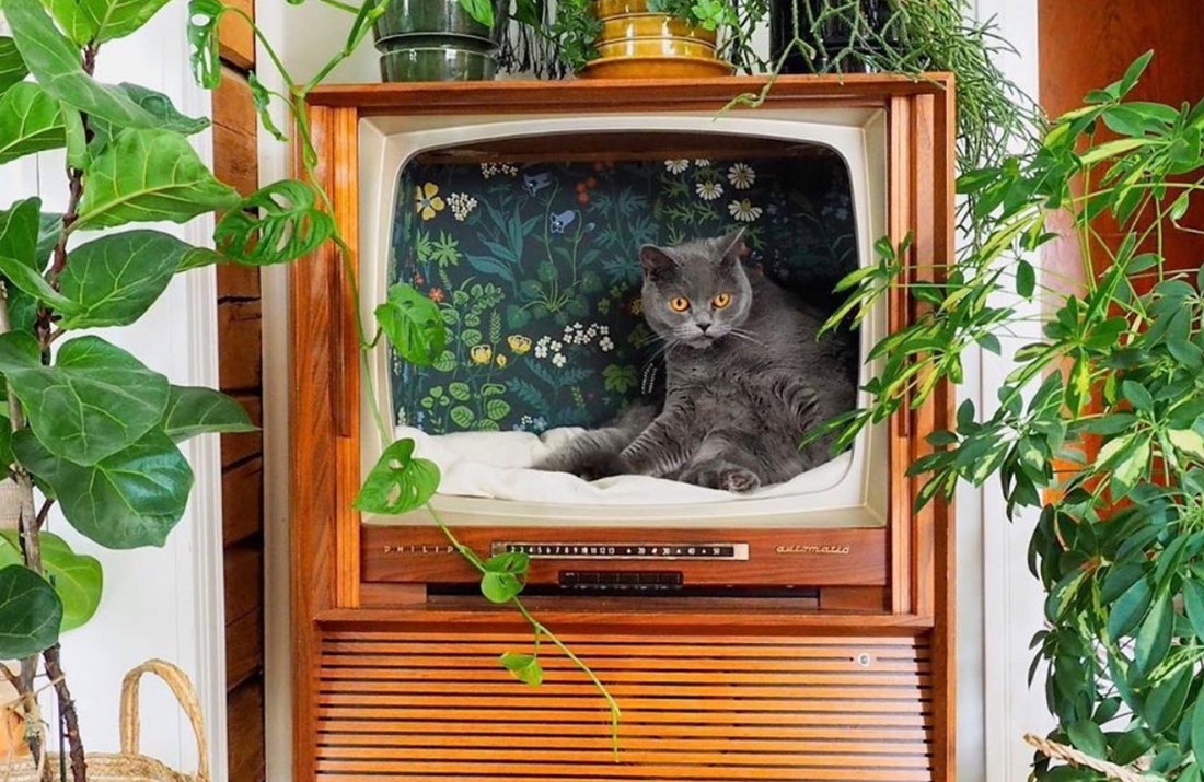 People Are Turning Retro TVs Into Trendy Cat Beds