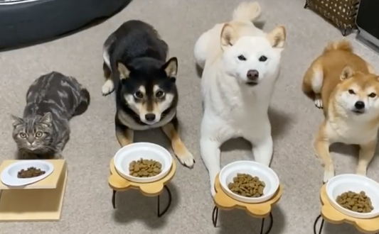 Cat Raised By Shiba Inu Siblings Thinks He's A Dog