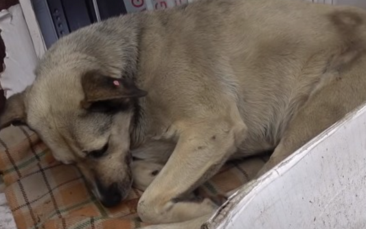 Dog Spent Her Whole Life On The Streets But Was Finally Adopted