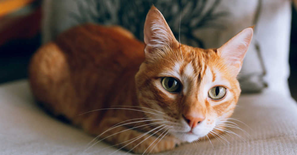 Trinny's Rescue Story | The Animal Rescue Site