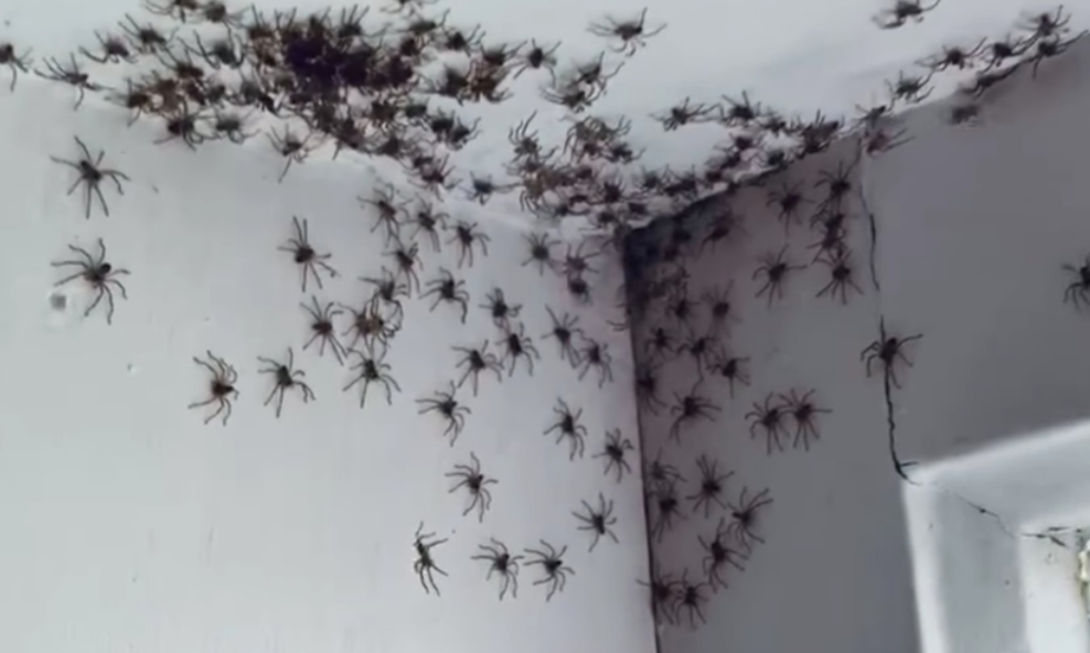 Mom Walks Into Daughter’s Bedroom And Finds Dozens Of Spiders Crawling On Her Ceiling